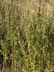 Lespedeza capitata