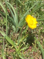 Ranunculus abnormis