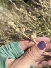 Malacothamnus orbiculatus