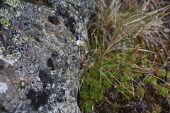 Saxifraga cespitosa