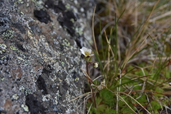 Saxifraga cespitosa