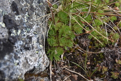 Saxifraga cespitosa