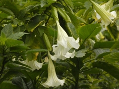 Brugmansia