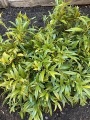 Sarcococca