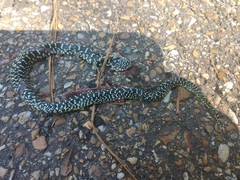 Lampropeltis holbrooki