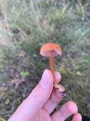 Laccaria laccata