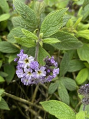Heliotropium arborescens