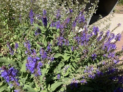 Salvia nemorosa