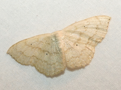 Scopula limboundata