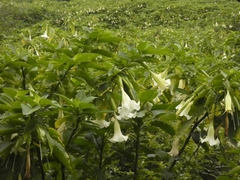 Brugmansia