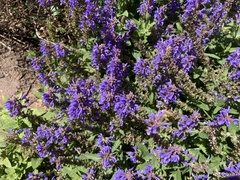 Salvia nemorosa