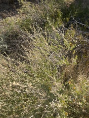 Malacothamnus orbiculatus