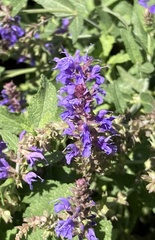 Salvia nemorosa