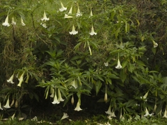 Brugmansia