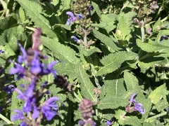 Salvia nemorosa