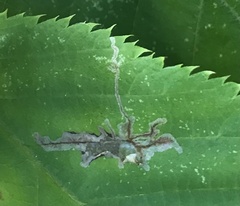 Caloptilia ostryaeella