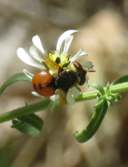 Gymnosoma rotundatum