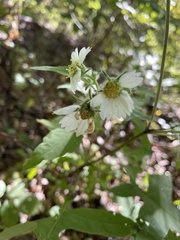 Polymnia canadensis