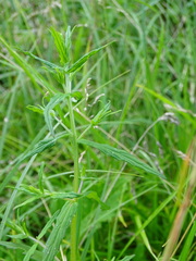 Odontites vernus