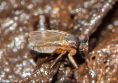 Phoridae