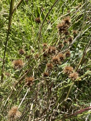 Juncus validus