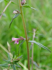 Odontites vernus