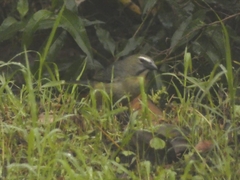 Saltator coerulescens