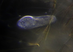 Paramecium