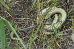 Coluber constrictor mormon