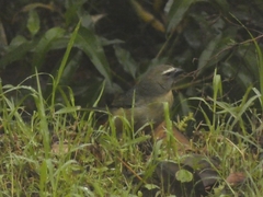 Saltator coerulescens