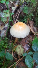 Hypholoma subviride