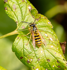 Vespula flavopilosa