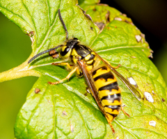 Vespula flavopilosa