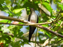 Pampa curvipennis excellens