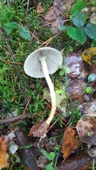 Hypholoma subviride