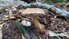 Leccinum holopus