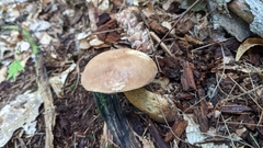 Leccinum holopus
