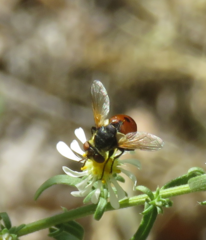 Gymnosoma rotundatum