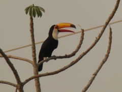 Ramphastos toco