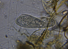 Paramecium