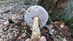 Leccinum holopus