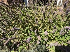 Agastache foeniculum