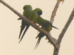 Aratinga nenday