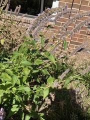Agastache foeniculum
