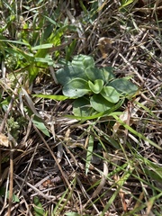 Erigeron vernus