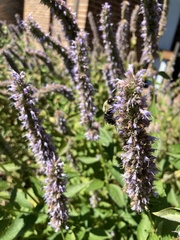 Agastache foeniculum