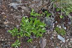 Salix arctica