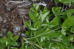 Salix arctica