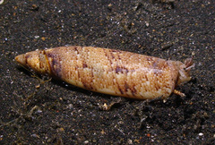 Terebellum terebellum