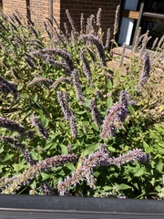 Agastache foeniculum